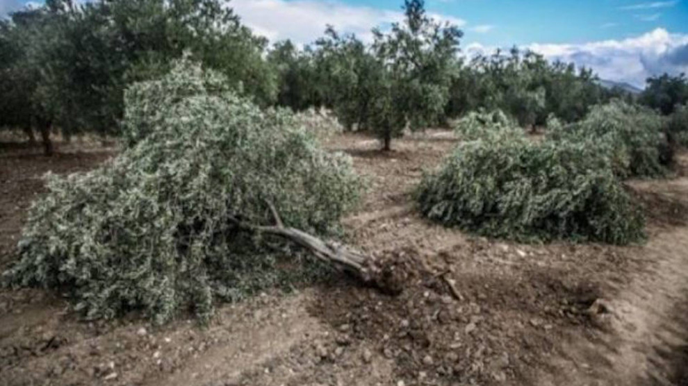 المليشيات الإسلامية تقطع 30% من أشجار عفرين لبيعها كـ حطب