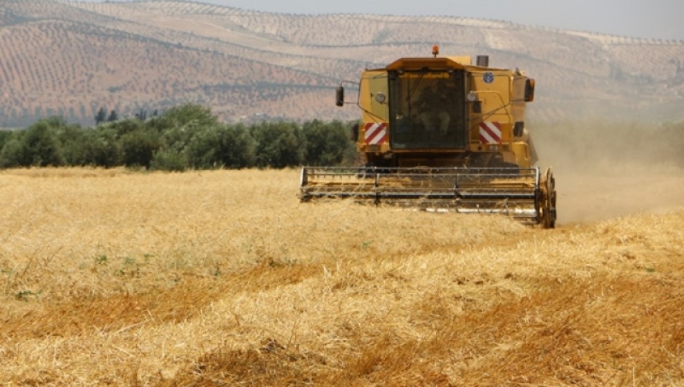 ميليشيات الاحتلال تفرض أتاوة 15% على محاصيل الحبوب في قريتي 
