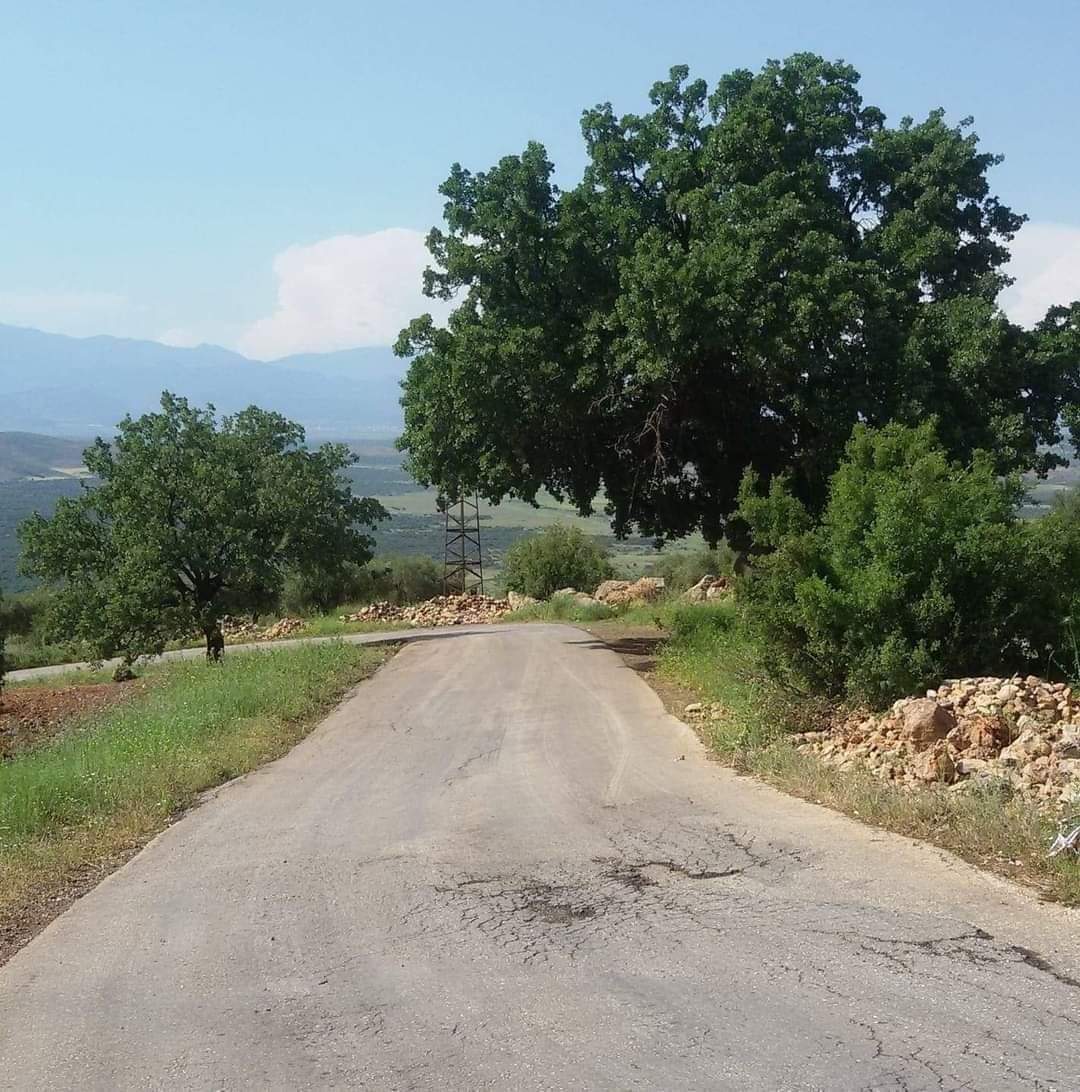 ميليشيات الاحتلال تقطع 130 شجرة سنديان عجمي (Gêlberî) المهددة بالانقراض في ناحية راجو
