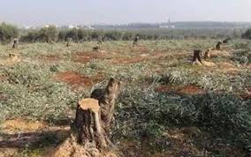 قطع 50 شجرة زيتون في قريتي استير وقيباريه بمركز عفرين .. فلمن تعود ملكيتها؟