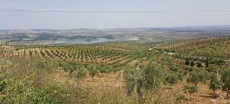 في قرية ميدانكي.. الميليشيات الإسلامية تتقاسم الاستيلاء على أكثر من 11 ألف شجرة زيتون