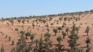 قطع 145 شجرة زيتون في ترنده وميدان أكبس