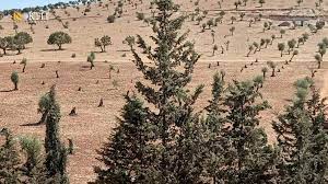 ميليشيات الاحتلال التركي تقطع 225 شجرة مثمرة في شيخورزيه وعٌكا وترندة.. بهدف بيع أحطابها