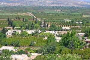 The “Hamzah Brigade” militia cut down two hundred pomegranate trees in the village of Tirinde