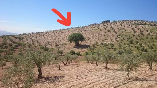 “Ahrar al-Sharqiya” militia cut down a 200-year-old tree in “Meskeh” in Afrin countryside