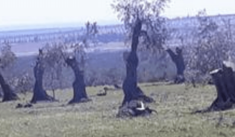 Displaced from Afrin had a stroke after Islamic militia cut his 200 olive trees