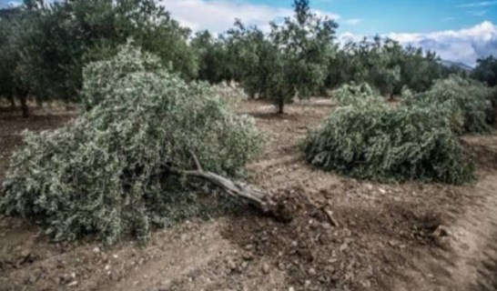 Another 120 olive trees were cut down in 