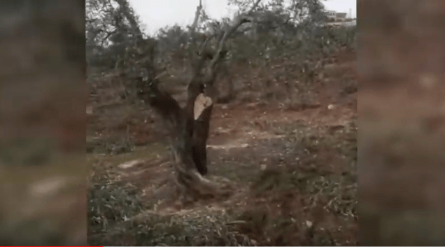 Cutting down 100 trees in Trinda, Afrin countryside