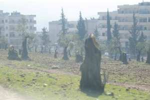 Crimes of logging by Al-Shamiya Front militia continue in Afrin