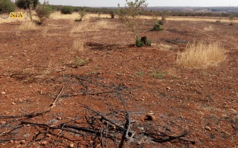 100 olive trees were uprooted in a village of the Afrin center