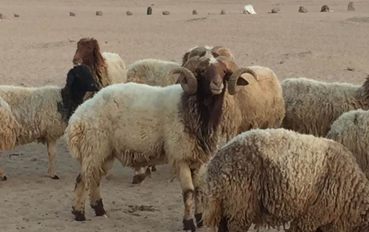 Settler Shepherds deter a militiaman of Al Hamza Squad from stealing their livestock