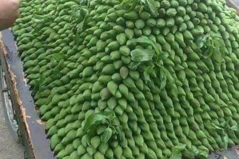 Islamic militias in (Raju and Mobata) steal the green almond season before the eyes of their Kurdish owners