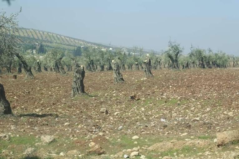 15 olive and almond trees in “Hisseh” village were cut down