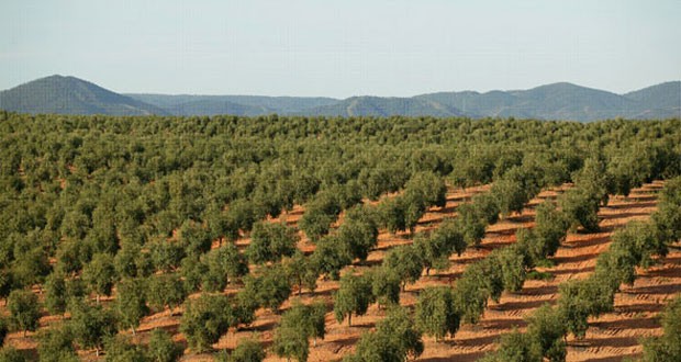 “Sultan Murad” militia seizes agricultural lands on the pretext of the lack of ownership documents