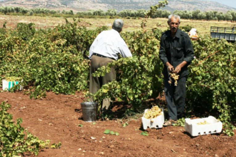 Islamic militias and settlers take over the grape leaf season in Afrin