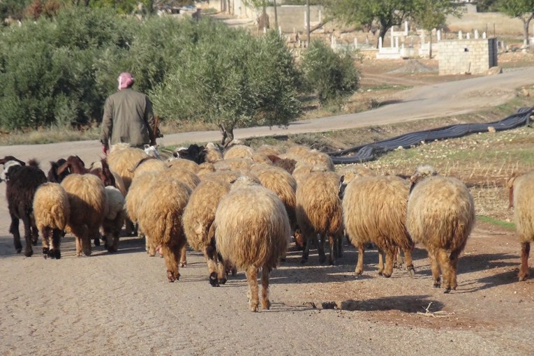 Settler shepherds assaults a Kurdish citizen and his two children, in 