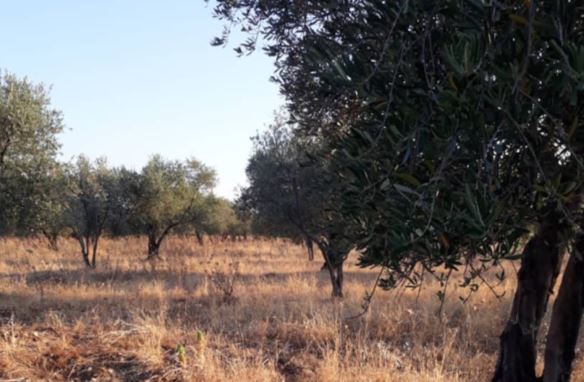 “Al-Sultan Suleiman Shah” militia cut down 600 olive trees in Hekeche village in Afrin