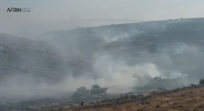 Islamic militias burn more than 3000 trees in Shirawa .. and cut down 300 olive trees in Mobata