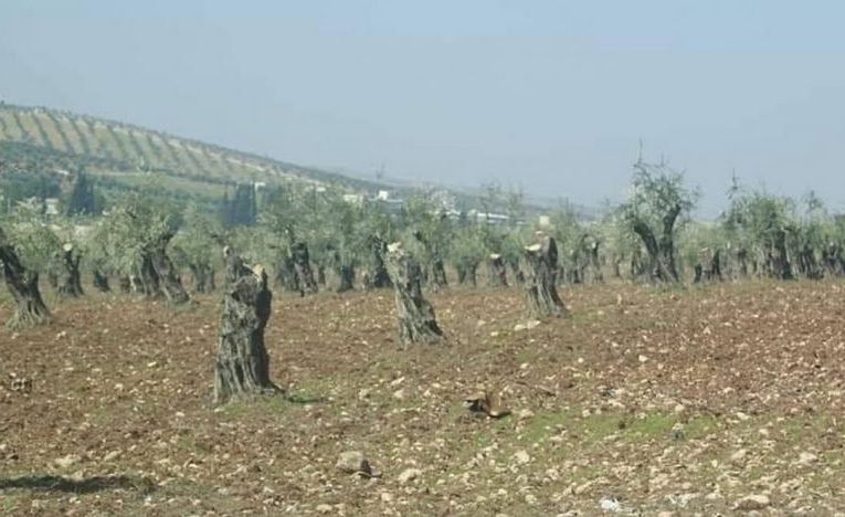 Muslim Brotherhood militias cut down four 110-year-old trees ... in the village of 