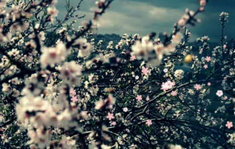 “Al-Montaser Billah” militia cuts down 20 almond trees and ruins an ancient cave in the village of “Habo”