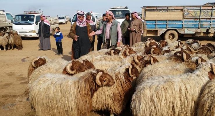 Settlers of “Al-Hadidi” tribe tend their sheep in Kurds fields in the villages of Bulbul