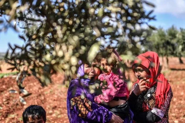 Pro-Turkish occupation militants cut down forest trees instead of olives ... until its season ends