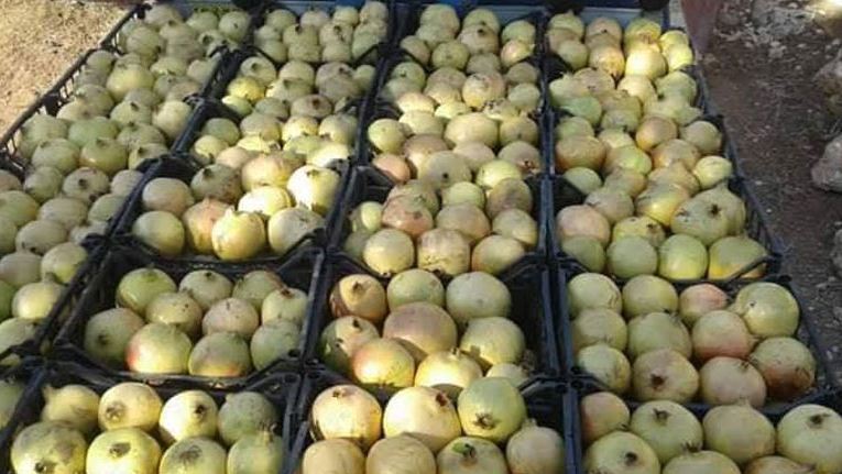 Settlers loot pomegranates from the villages of Basuta and Burj Abdalo