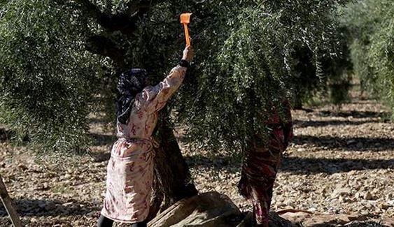 Olive harvest this year; between royalties on harvest and taxes on the season