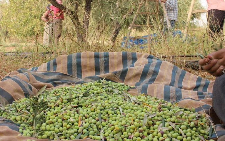 Muslim Brotherhood militias mobilizing in Afrin in preparation to steal the olive season