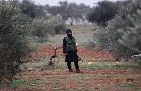 2,200 olive trees harvest is stolen in Shekhutkeh ... and 100 settlers steal fields from villages in Bulbul