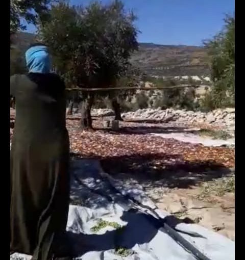 Locusts are killing olives in Afrin .. And the occupation authorities deliberately ignored the complaints of the people