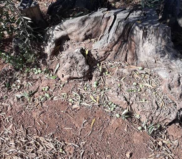 A Kurdish farmer: The thieving settlers do not leave anything from the olive harvest ... except for some grains that fall on the ground