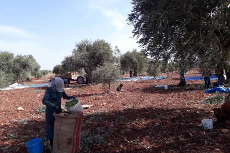 After finishing the olive season in Afrin, the National Army militia demands from its formations stop imposing royalties