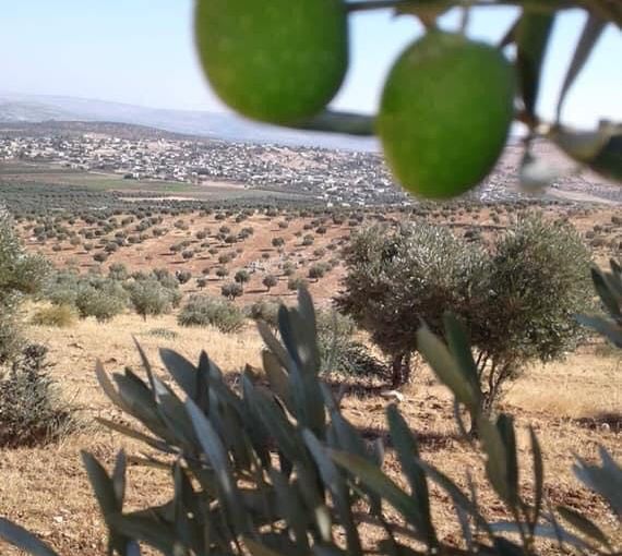 Clashes between al-Sham front and al-Hamzat, due to dispute over olive harvest in the countryside of Jenderes