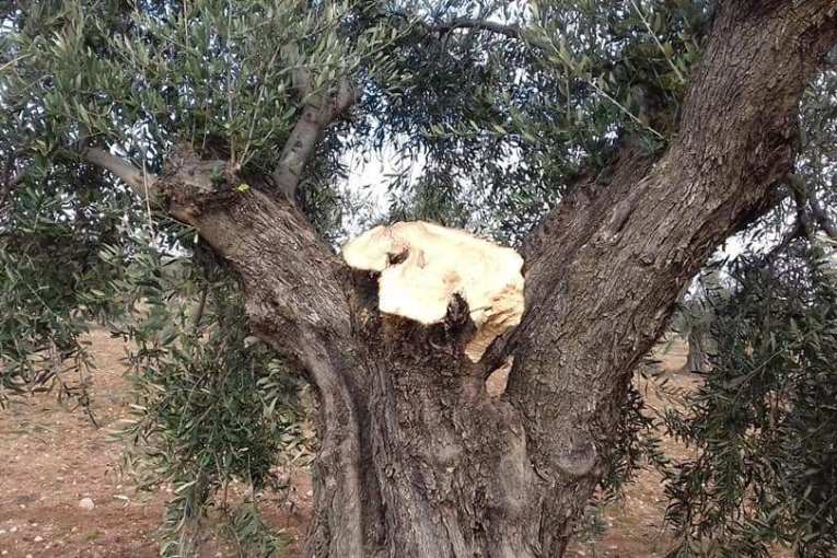 Kurdish old man to militants: You have to cut my head before cutting my trees