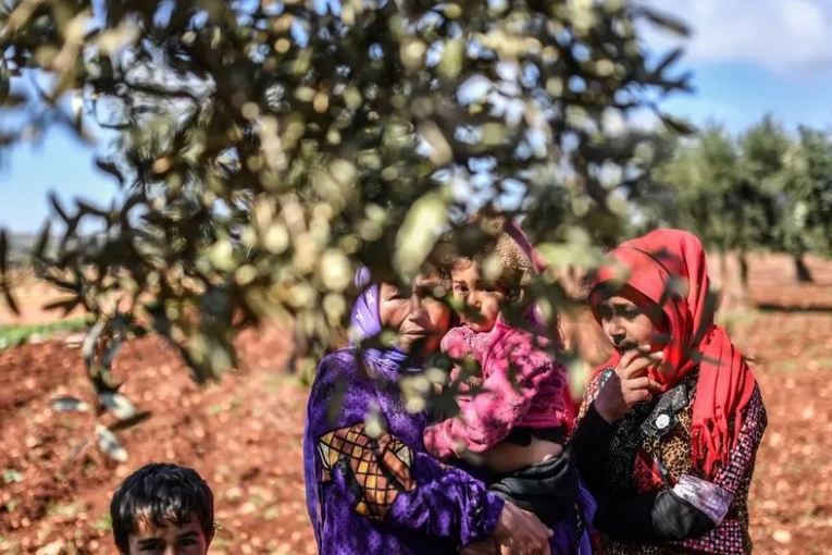 Stealing of 1,400 olive trees by the settlers for three Kurdish citizens was documented