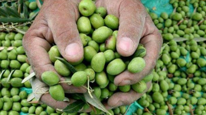 Muslim Brotherhood checkpoints impose fees on olive season in (Kareh, Guliya, and Qasem) villages