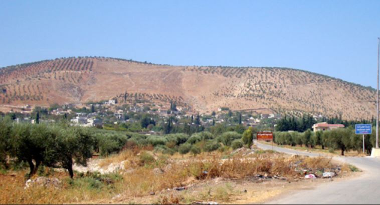 Occupation tools harvest olives and break branches to use them as firewood from 400 trees of the Ghobari family