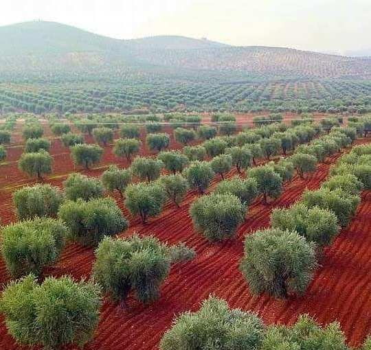 3500 olive trees cut down in Bulbul and Rajo by Turkish occupation militias