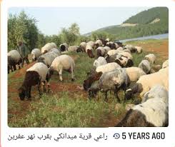 “Hamzat” militia assaults a Kurdish shepherd in Jenderes