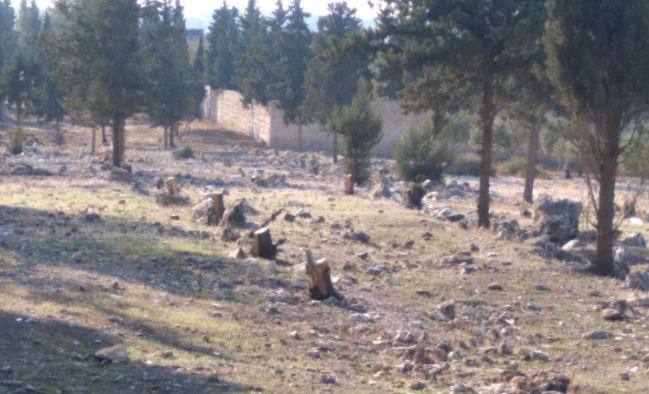 Muslim Brotherhood militants cut down 40 trees in a park between “Marateh” and Afrin center