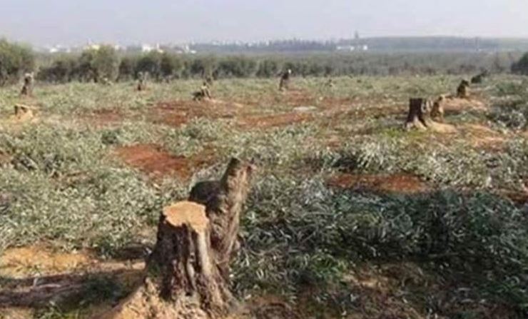 In the villages of (Kotana, Kirzele and Maydanki) ... Brotherhood gunmen cut trees and turn them into firewood.