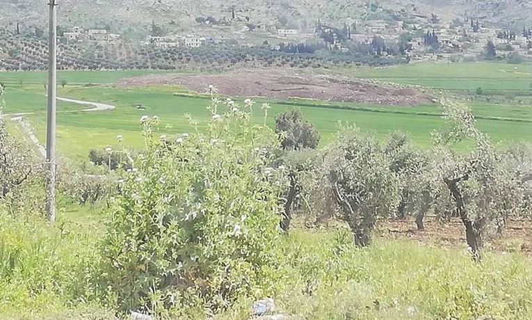 “Al Sharqiya” militia seizes 17,000 olive trees in Jenderes