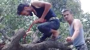 Cutting and uprooting more than two thousand fruit trees documented, in Jenderes, Bulbul, and Afrin Center