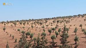 680 olive trees were cut down in Marate, Ma'mla, and Jenderes by Muslim Brotherhood militia