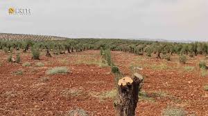 More than 100 olive trees were cut down in Mydanki and Qeretepe