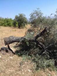 Around 80 olive trees were cut down in the center of Afrin