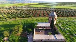 Turkish-backed militias continue to cut down olive trees in Afrin