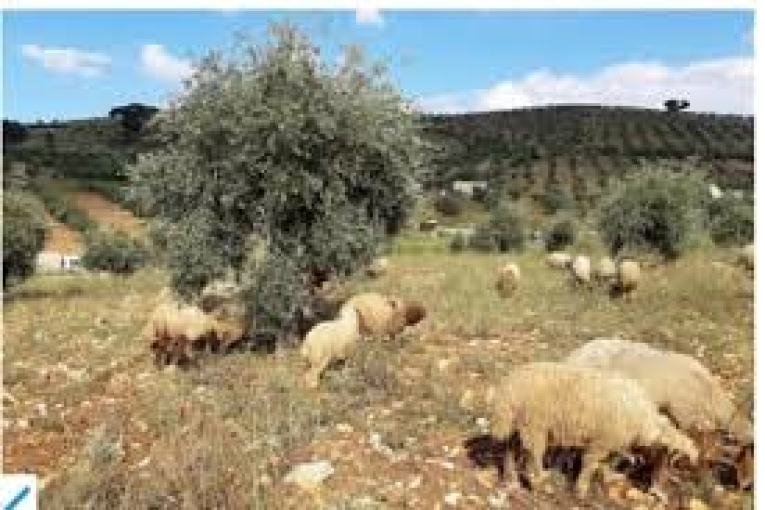 Royalty imposed on a Kurdish woman herded her sheep on her forcibly displaced brother's land