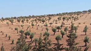 Turkish-Supported militants cut down 95 olive trees in Afrin countryside